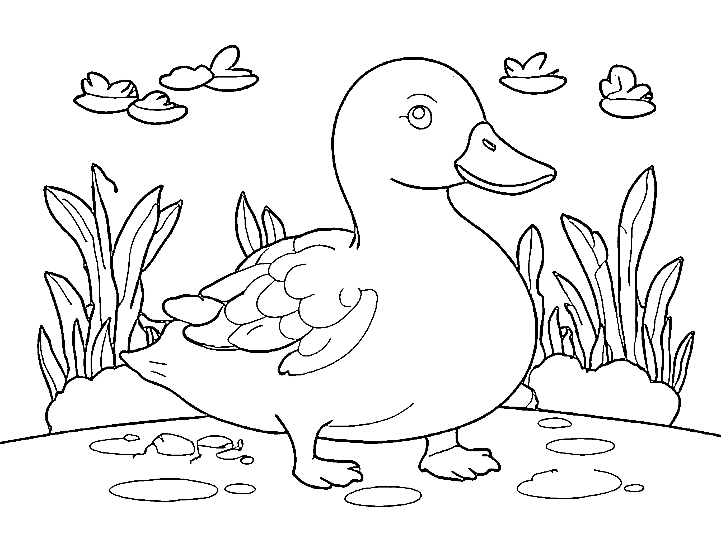 gambar bebek Duck 1